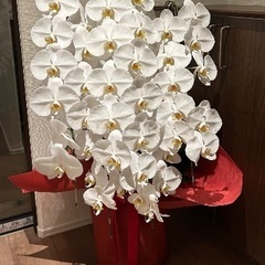 胡蝶蘭の画像