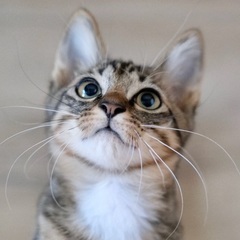 【ぽろすけ】おしゃべり・ブランタビーホワイト・男の子