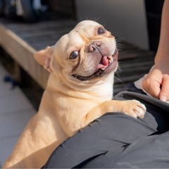 ペットショップ/ブリーダー犬舎のスタッフの画像