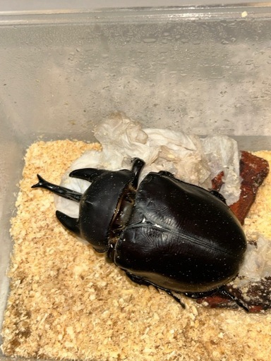 レックスゾウカブト　オス単1