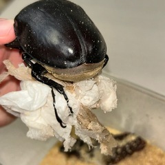 レックスゾウカブト　オス単の画像