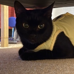 仲良し真っ黒黒親子🐈‍⬛✨