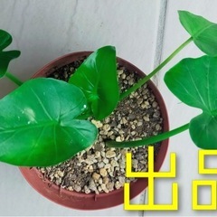 とっても元気なクワズイモ（アロカシア）の苗の画像