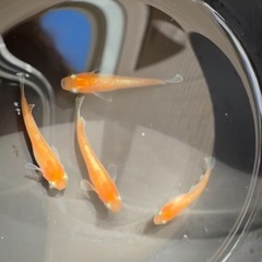 【メダカ】紅マドンナ♂1♀3　の画像