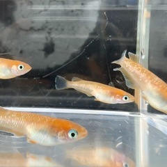 【メダカ】紅マドンナ♂1♀3　の画像