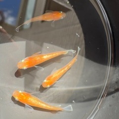 【メダカ】紅マドンナ♂1♀3　の画像