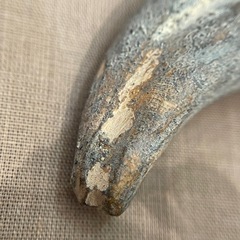博物館級 ギガノトサウルス Giganotosaurus fossil 化石 恐竜の画像