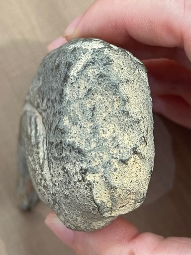 博物館級 ギガノトサウルス Giganotosaurus fossil 化石 恐竜