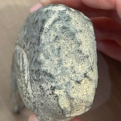 博物館級 ギガノトサウルス Giganotosaurus fossil 化石 恐竜の画像