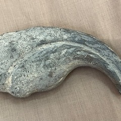 博物館級 ギガノトサウルス Giganotosaurus fossil 化石 恐竜の画像