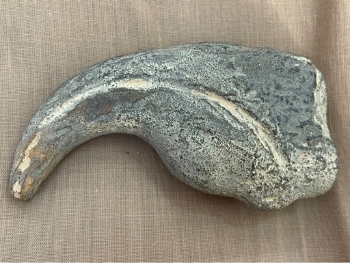 博物館級 ギガノトサウルス Giganotosaurus fossil 化石 恐竜