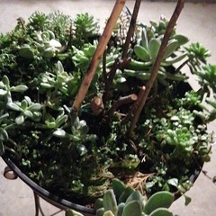 多肉植物と花台の画像