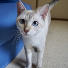 【青嶺（あおね）】寂しがりやの甘えん坊・シャムMIX