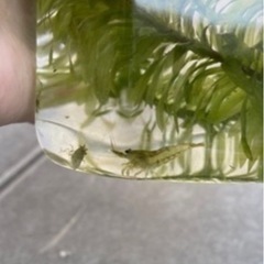 元気ミナミヌマエビ10匹の画像