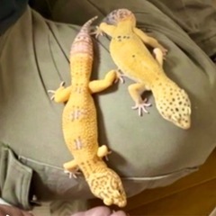 レオパゲッコウ里親募集