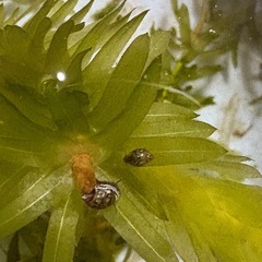 タニシ(水草付き)の画像