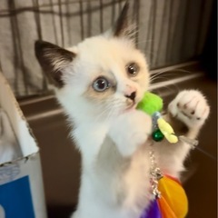🍒【10/26小倉南区譲渡会】🍒【リビちゃん】タレ目のシャ…