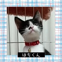 チョビひげがキュート❤️ハッチ