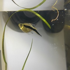 熱帯魚 、アクアリウムの画像