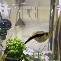 熱帯魚 、アクアリウムの画像