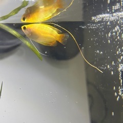 熱帯魚 、アクアリウムの画像