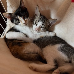 こねこちゃん