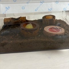 ヒラタクワガタ11匹(早めの取引で値引きあり)の画像
