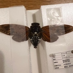 セミ標本の画像