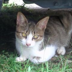生後6か月-オスの子猫★里親募集