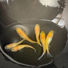 決まりました🔴紅白ラメ 若魚～成魚10匹  紅白ラメ  紅白にラメの入った可愛いめだか の画像