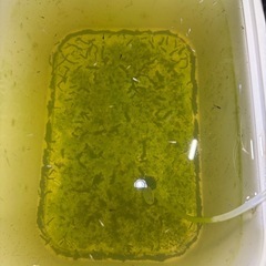 ミックスめだかメダカの画像