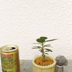 パンダガジュマル２の画像