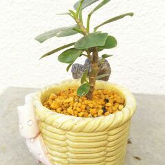 パンダガジュマル２の画像