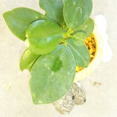 パンダガジュマル２の画像