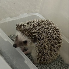 ハリネズミ里親