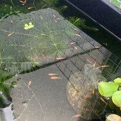楊貴妃メダカ　屋外飼育10匹　の画像