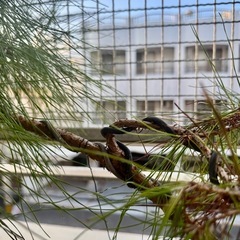 琉球松盆栽の画像