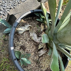 アガベの画像