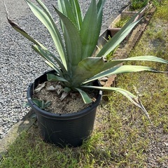 アガベの画像