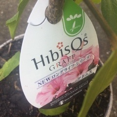 ハイビスカス　アドニスの画像