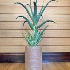 観葉植物　アロエとガラス製鉢カバーの画像