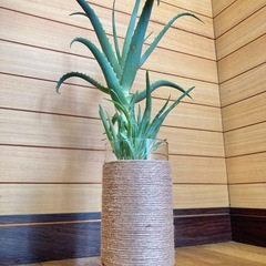 観葉植物　アロエとガラス製鉢カバーの画像