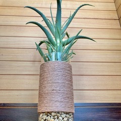 観葉植物　アロエとガラス製鉢カバーの画像