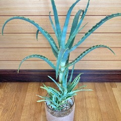 観葉植物　アロエとガラス製鉢カバーの画像
