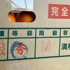 刀根柿10個の画像
