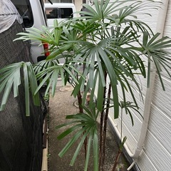 観葉植物　シュロチク　10号の画像