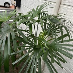 観葉植物　シュロチク　10号の画像