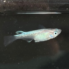 10月17日メダカ各種の画像