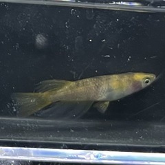 10月17日メダカ各種