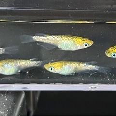 10月17日メダカ各種の画像